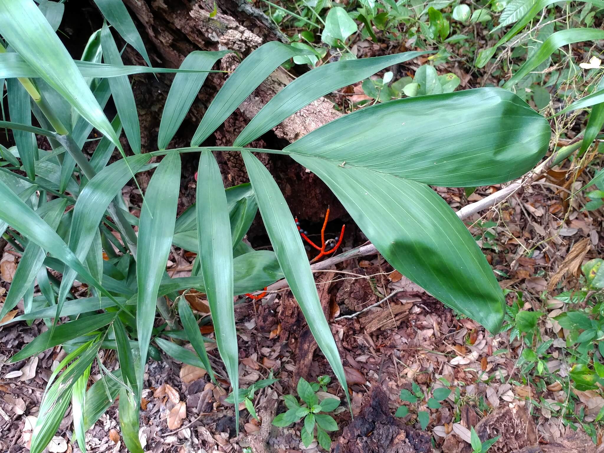 Chamaedorea seifrizii